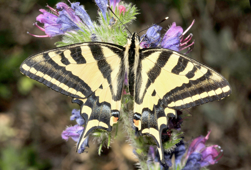 Papilio alexanor - papilionidae